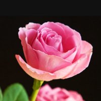 💫 Rose 🇺🇸🦅 (@007lipsticks) 's Twitter Profile