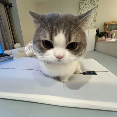 ariassika's profile picture. renjun first, renjun second