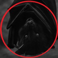 Dracula 🇩🇪🇻🇦 (@trier__) 's Twitter Profile