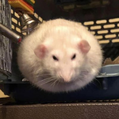 えいだあさんのプロフィール画像