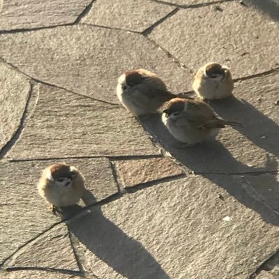 Smmr7251368's profile picture. kit 情報　一回