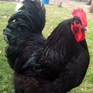 Hoticeman030's profile picture. Happily taken, just do this for fun!  Just a easy going Gaymer guy! 🤷🏾‍♂️