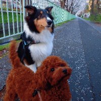 紅丸と晴柊の日々道々 (@beni0813_an) 's Twitter Profile