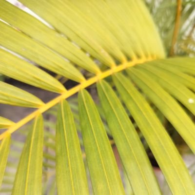 yvsmohan's profile picture. 15 | Tech enthusiast, audiophile | Also a blogger and occasionally a memer.