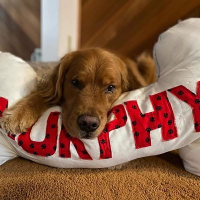 Chronicling the life and times of the world’s most handsome dog. 🏍