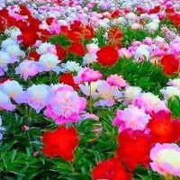 عبير (@btwytr29080) 's Twitter Profile