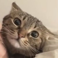 たんのゆうき (@runba_apex) 's Twitter Profile