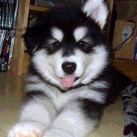 Ty (@elitexpancake) 's Twitter Profile