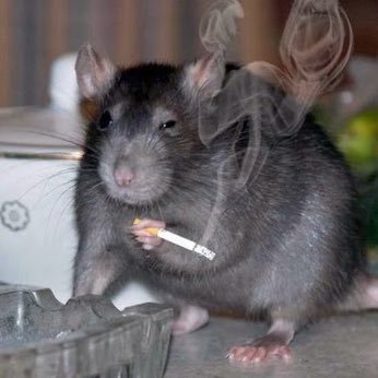 SmokingRatCS's profile picture. CS2 Rat • Occasional Clip Farmer