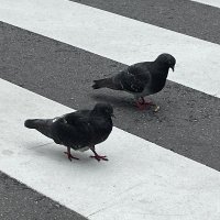 ぱなぢ (@toilet_pepe) 's Twitter Profile