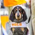 SCvol 🍊 (@scvol07) Twitter profile photo SCvol 🍊 (@scvol07) Twitter profile photo