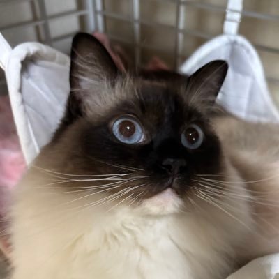 GOgX0gajfI19517's profile picture. ラグドールのみたらし・保護猫のみつまめ 2にゃんに日々癒され、なんとか仕事をこなしています。みつまめは猫エイズキャリア&慢性膵炎。