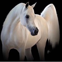 جنه السعدون الهاشميه (@janh85f) 's Twitter Profile