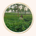 briju roy _ (@brijuroybd3) Twitter profile photo briju roy _ (@brijuroybd3) Twitter profile photo