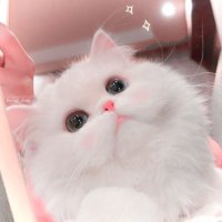 取引 (@piustr_) 's Twitter Profile