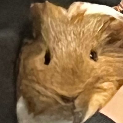 wR8Bqq1TJAyELHh's profile picture. 無言フォロー失礼いたします。いろんなゲームしてるのでごっちゃごちゃになります！限界オタク化。最近グラブルに沼ってます。仲良くしていただけると喜びます。主に私が(っ'ヮ'c)ヤビィそうなアカウント以外はフォローとフォロバさせていただきます、！