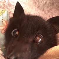 ¡ℭo𝖈o★ (@fru1tb4tt) 's Twitter Profile