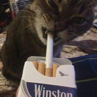 ideopslol's profile picture. i don’t even own prada shoes lol