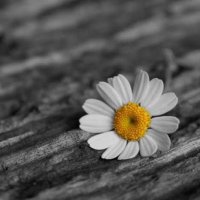 Esraa (@esraa2856) Twitter profile photo