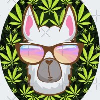 Yo Llama 🦙 (@yograce77) 's Twitter Profile