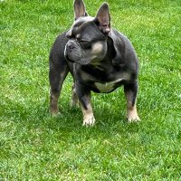 Gizmo The Frenchie (@trendyhomesand1) 's Twitter Profile