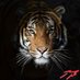 Kestrel316 (@kestrel316) Twitter profile photo Kestrel316 (@kestrel316) Twitter profile photo