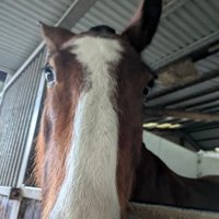 confused enbee (@confused_enby) 's Twitter Profile