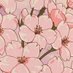 🌸🇵🇸 (@kishisakura) Twitter profile photo