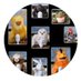 CGPA Puppet News (@cgpapuppetnews) Twitter profile photo CGPA Puppet News (@cgpapuppetnews) Twitter profile photo