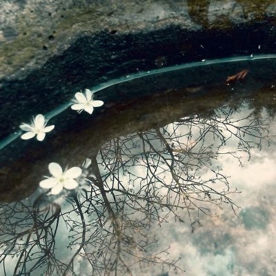 sweethabiscus's profile picture. ⠀ ⠀ ⠀⠀ ⠀ ⠀