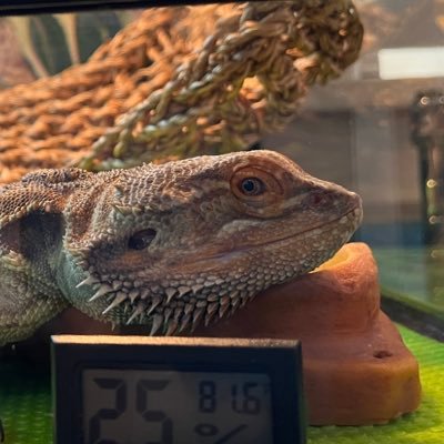 Jetsdavid1's profile picture. 