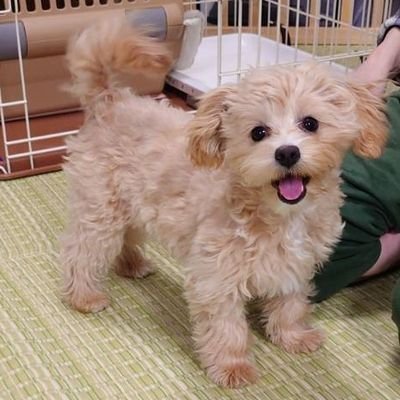 0217Mrcc's profile picture. ミスチル好きの新潟県民。F&M会員25年くらい。最近はAdoちゃんに浮気中。ライブのネタバレは嫌いです。

ゲームやります。ロマサガRSとか。

だがしかしつぶやきは愛娘（犬）のことがメイン。うちの娘が1番可愛い親バカ。