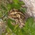 Froglet80 🐸👻 (@covidiantruther) Twitter profile photo Froglet80 🐸👻 (@covidiantruther) Twitter profile photo