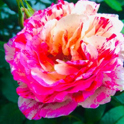 hellfiredd's profile picture. marvel rivals dps