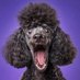 Dogs (@dogsgww) Twitter profile photo Dogs (@dogsgww) Twitter profile photo