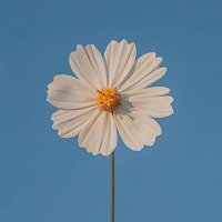 ally (@chaghada) 's Twitter Profile