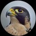 شاعرة❣️حــ بنت البادية ــرب ❣️ (@jma1234565) Twitter profile photo شاعرة❣️حــ بنت البادية ــرب ❣️ (@jma1234565) Twitter profile photo