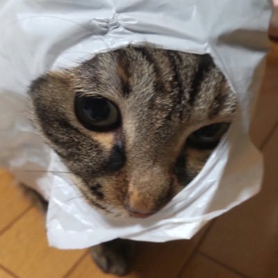 QYCFVPu5V515825's profile picture. 他力本願寺