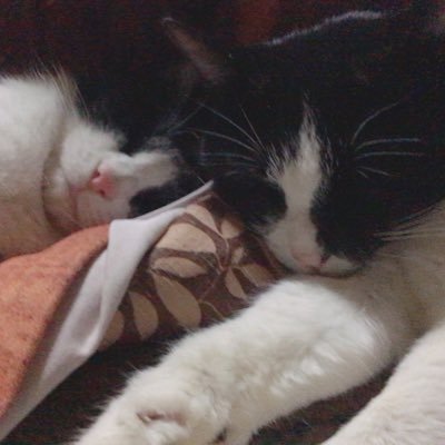 siwasu_1028's profile picture. 蕎麦で生きてる