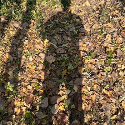 CharlieCheung7's profile picture. fond of music