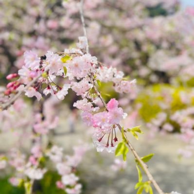 SNSから生活、お金、副業など 情報を取りいれたいと思っています。 友達は必ず承認しますので リクエストお待ちしています。