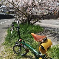 かめさんまん (@kamesanman) 's Twitter Profile