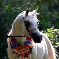 فـــيــــصل🥀 (@fas7007) 's Twitter Profile Photo فـــيــــصل🥀 (@fas7007) 's Twitter Profile Photo