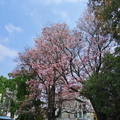 AbhiYan_Real's profile picture. • CSE @bitsince1979 (2024-28) 🥋♟️
• Connect with me on other platforms : https://t.co/4WhGO1cDLk