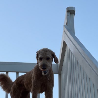 Paulathesagesys's profile picture. 