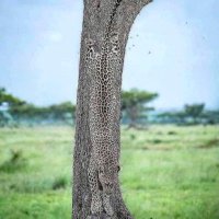 Garth Theunissen (@writegarth) 's Twitter Profile Photo Garth Theunissen (@writegarth) 's Twitter Profile Photo