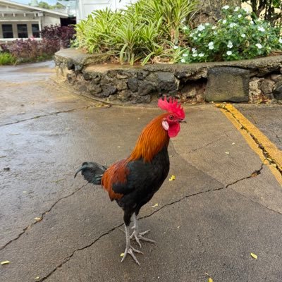 rarrirooster's profile picture. 