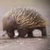 echidna (@hicko87) Twitter profile photo echidna (@hicko87) Twitter profile photo