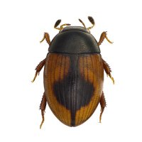 水生甲虫 水甲虫 論文（水生昆虫） - オイカワ丸の湿地帯中毒