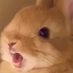Fox Sonder (@fox_sonder) Twitter profile photo Fox Sonder (@fox_sonder) Twitter profile photo